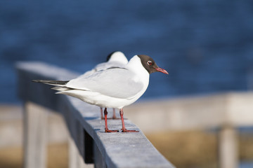 Lachmöwe (Chroicocephalus ridibundus)