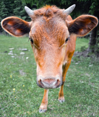 The portrait of cow on the background of field. Beautiful funny cow on cow farm. Young brown calf staring at the camera. Red cow close up