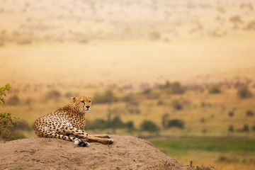 Fototapeta na wymiar Adult African cheetah laying on the hill
