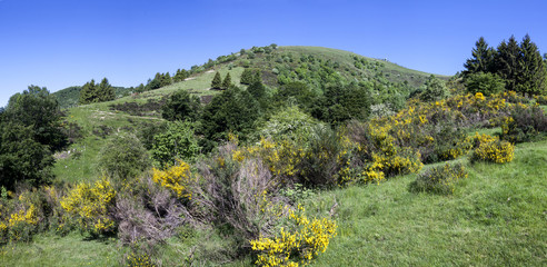 paesaggio di campagna con alberi in primavera