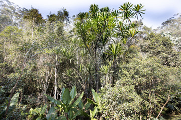 lush jungle vegetation, Madagascar