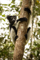 Indri, Indri indri, Madagascar in nature