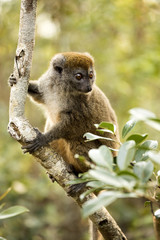 Obraz premium Lesser bamboo lemur, Hapalemur griseus, in nature, Madagascar