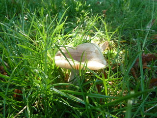 Ein Pilz unter Morgensonne