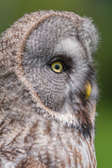 Eagle Owl