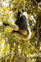 Indri, Indri indri, Madagascar in nature