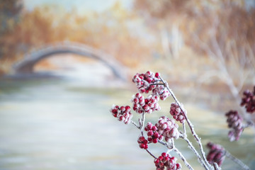 Красные ягоды рябины в снегу на фоне замерзшей реки со льдом, моста и пожелтевших деревьев © Valeriia