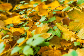 leafs at autumn with orange and green colors