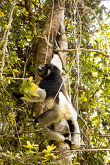 Indri, Indri indri, Madagascar in nature