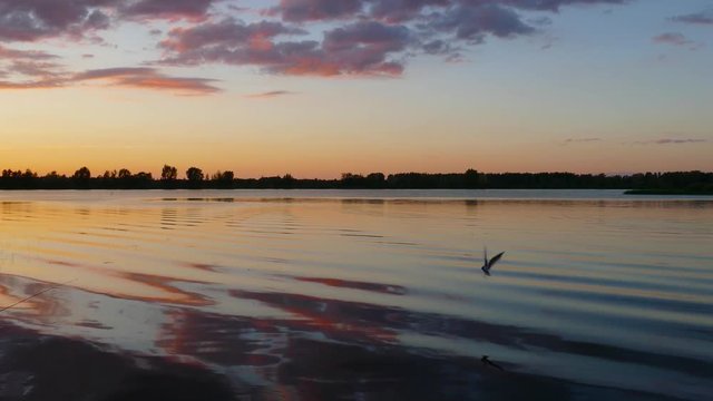 Seagulls flying over the lake after sunset, 4k
