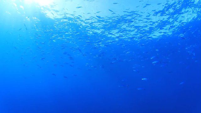 Underwater footage in ocean with sun