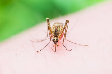 Zika Virus Mosquito