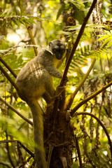 Common Brown Lemur, Eulemur fulvus, Madagascar