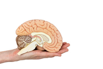 Hand holding brain hemisphere on white background