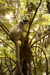 Common Brown Lemur, Eulemur fulvus, Madagascar