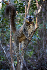 Common Brown Lemur, Eulemur fulvus, Madagascar