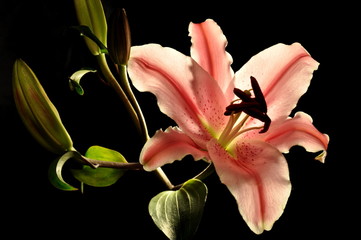 Lilie auf schwarzem Hintergrund © natalyapril