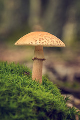 Edible Blusher fungi (Amanita rubescens)