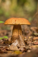 Porcini fungi on the litter (Boletus edulis)