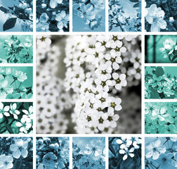 Spring collage