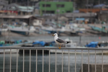 港の海鳥
