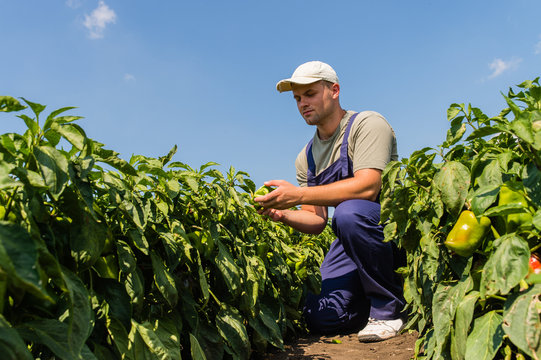 Farmer In Pepper Fields