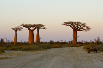 Sunset in Baobab Alley - Madagascar