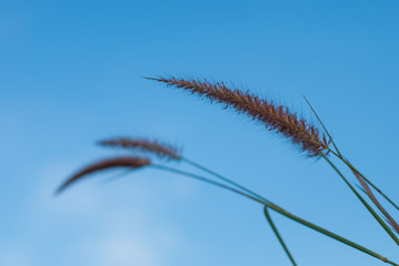 Fototapeta na wymiar Grass flower and sky