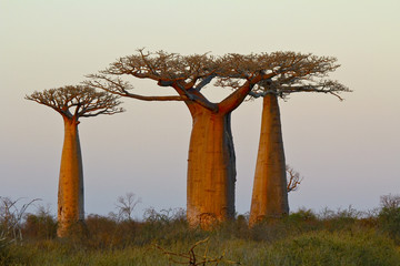 Sunset in Baobab Alley - Madagascar