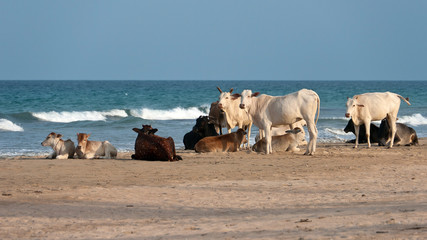 Naklejka na ściany i meble Cows at the Beach Sand