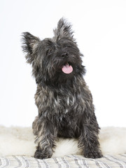Cairn terrier portrait. Image taken in a studio.