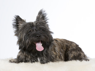 Cairn terrier portrait. Image taken in a studio.