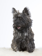 Cairn terrier portrait. Image taken in a studio.