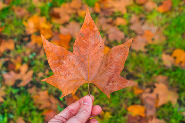 Autumn leaf in hand