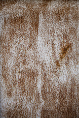 Abstract texture with space for text of old, grunge, decayed and rusty metal sheet.