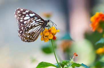 Butterfly on flowers / beautiful butterfly & flower in the garden / Close Up butterfly on flower / butterfly.