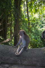 A Balinese Monkey.