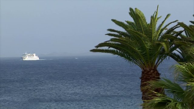 10471 palm with boat in background
