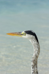 A Maldivian Stork