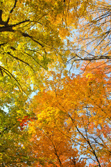 The wonderful leaves of a maple tree / The wonderful leaves of a maple tree in the park are beginning to color