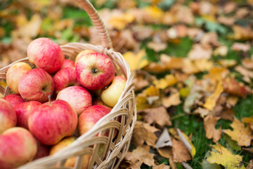 Naklejka na ściany i meble wicker basket of ripe red apples at autumn garden