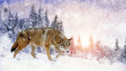 Wolf winter in nature