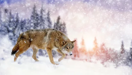 Papier Peint photo autocollant Loup Wolf winter in nature