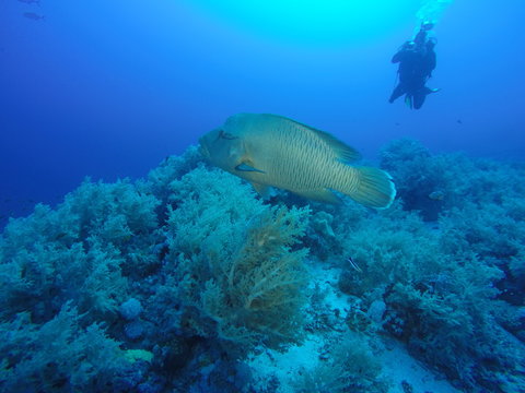 A large Napoelon fish posing for a diving underwater photographer and diver at the Daedalus reef in the Red Sea, Egypt