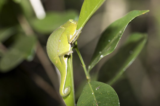 Perinet chameleon, Calumma gastrotaenia in nature, Madagascar