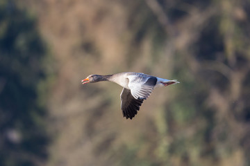 Grey goose (anser anser) flying