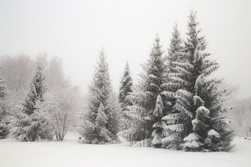 Trees in the park covered with fresh snow