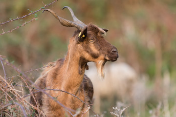 Il pascolo in transumanza