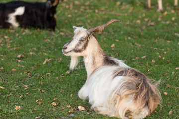 Obraz premium Il pascolo in transumanza