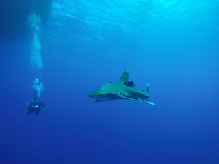 Obraz premium Longimanus shark patrolling at the surface at the Daedalus reef in the Red Sea, Egypt